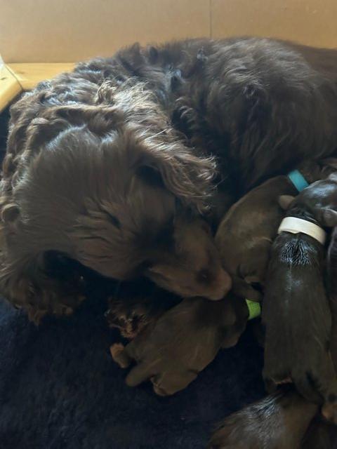 Preview of the first image of Cocker spaniel puppies for sale.