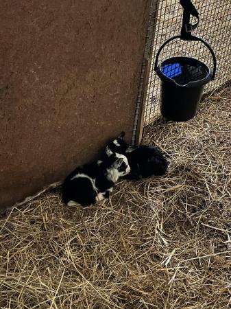 Image 7 of Miniature Pygmy goats looking for forever homes