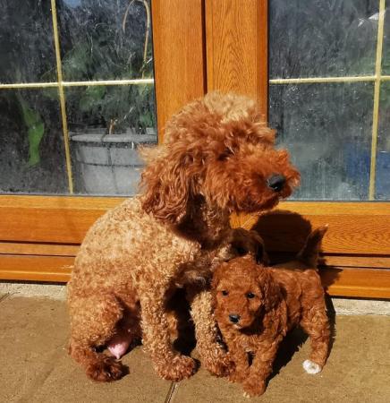 Image 3 of KC Reg Stunning Red Miniature Poodle Puppies