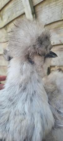 Image 3 of Silkie Growers Chickens