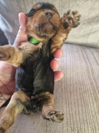 Image 4 of Teacup Yorkshire terrier puppies