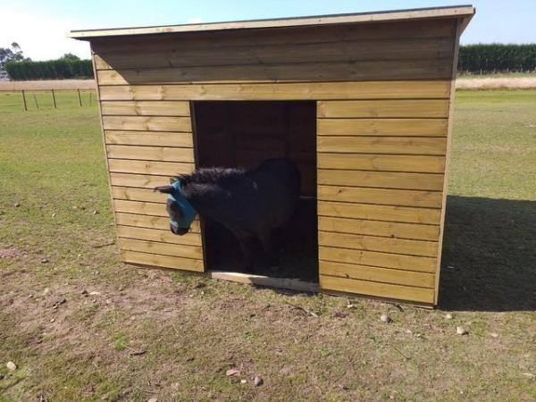 Image 10 of 8ft x 5ft x 5'6'' field pony shelter
