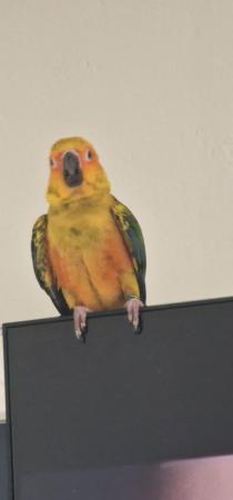 Image 5 of 9month healthy sun conure for sale £470 no offers
