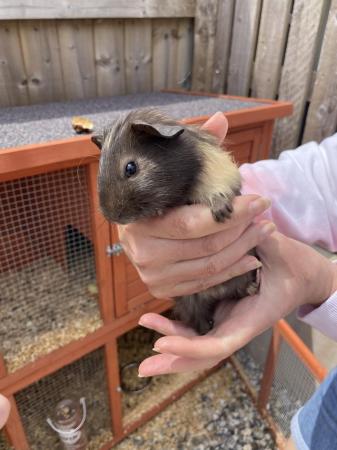 Image 1 of Beautiful Baby Guinea Pigs For Sale