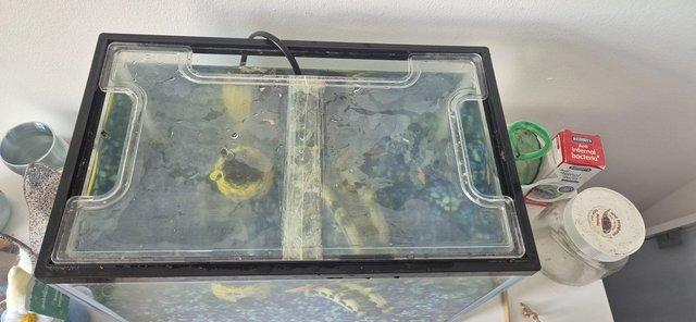 Image 5 of Fish Tank with 5 fish and accessories