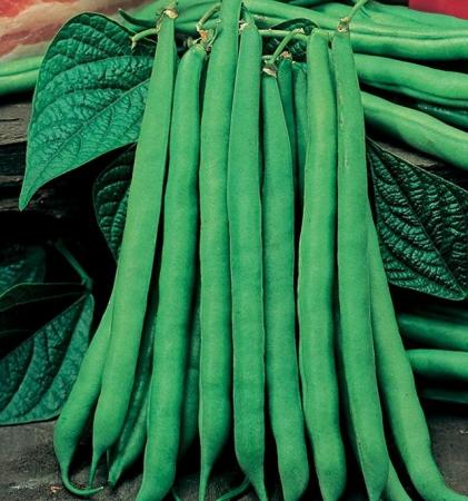 Image 1 of 5 x Green Bean plants ( Cobra ) £2 or 10 for £4 - nice barga