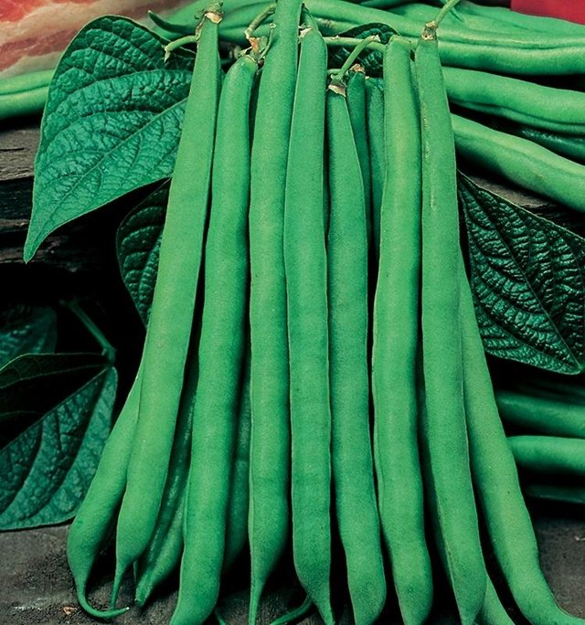 Preview of the first image of 5 x Green Bean plants ( Cobra ) £2 or 10 for £4 - nice barga.