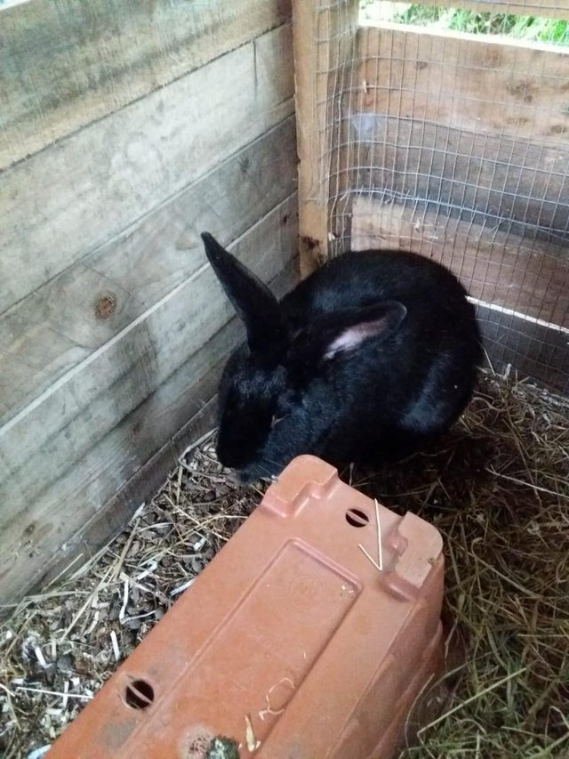 Preview of the first image of 7 month old female rabbit.