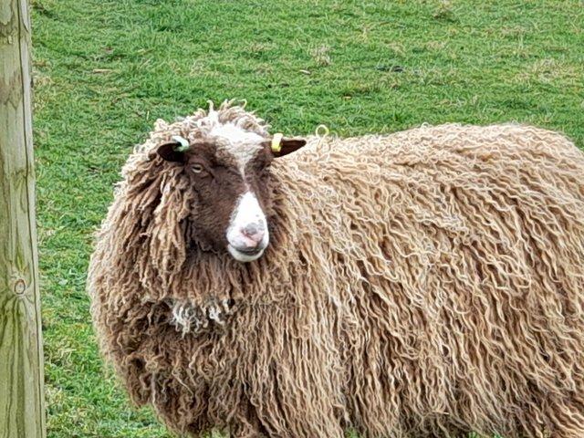 Preview of the first image of Pedigree registered Shetland Sheep.