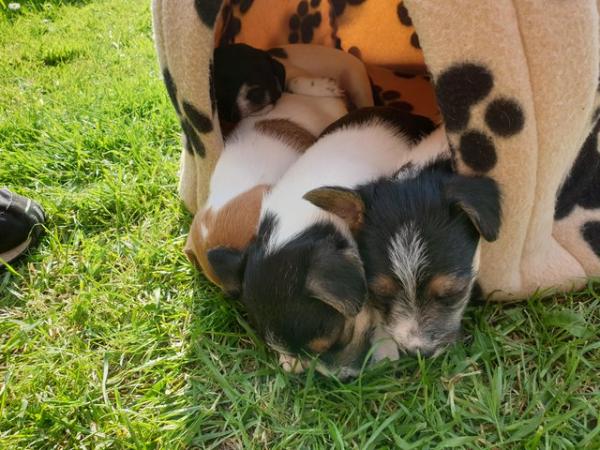 Image 1 of Cross bred tri colour terrier pups for sale ready june the f