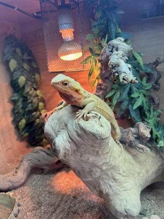 Image 2 of Bearded dragons with full setup