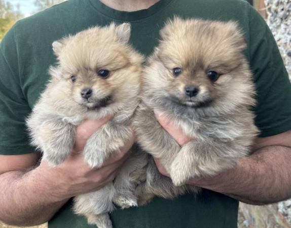 Image 4 of Gorgeous Pomeranian Puppies - Rare colour sable