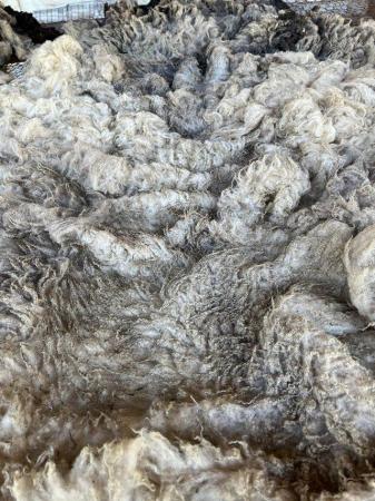 Image 3 of Shetland raw wool fleeces various colours