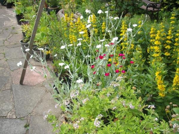 Image 2 of Large Variety Of Hardy Garden Plants (in large pots)