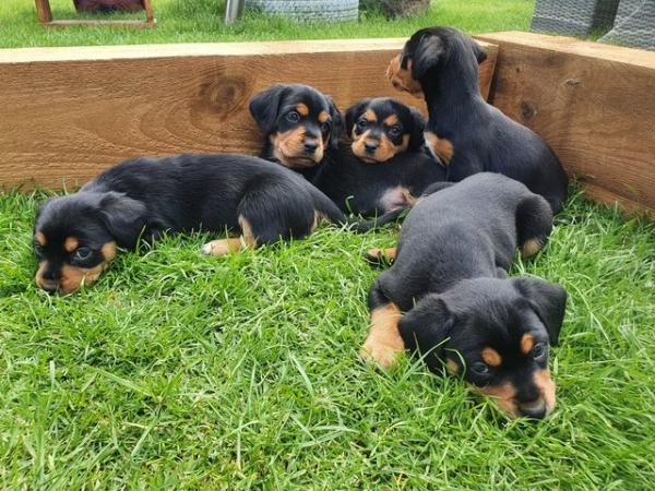 Image 8 of Beautiful puppies for sale