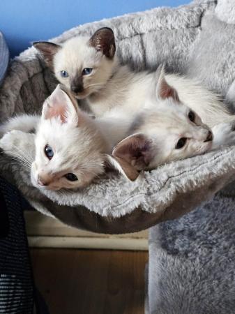 Image 8 of Exceptionally beautiful and silky soft GCCF siamese kittens