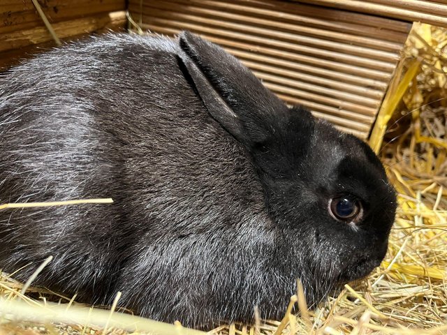 Preview of the first image of 3 rabbits for sale. 14-18 weeks lion head x Rex.