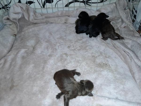 Image 2 of Cockerpoo Pups F1 (Miniture)Ready Now !