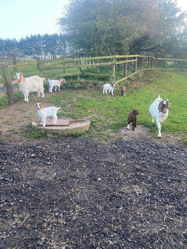 Preview of the first image of Adorable boer goat kids for sale, ready to go now.