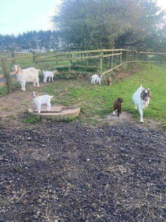 Image 1 of Adorable boer goat kids for sale, ready to go now