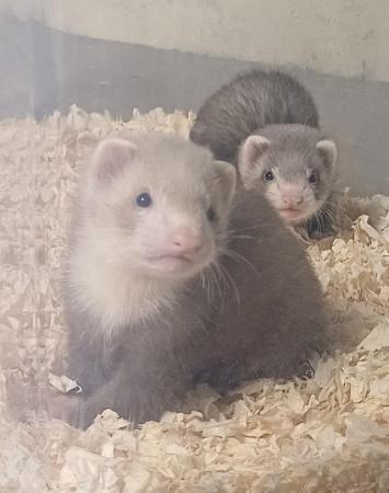 Image 15 of *Baby Ferrets For Sale,Ready now,Hobs and Jill's available*