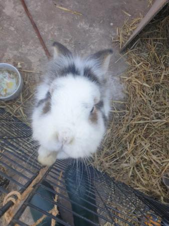 Image 5 of 3 year old mini lop x lion head rabbit and large hutch