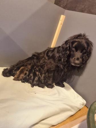 Image 3 of Last 1 left - Stunning KC DNA Tested Working Cocker Puppies
