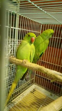 Image 1 of Green Indian ringneck parrot