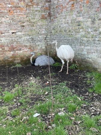 Image 1 of White and grey Rhea hatching eggs
