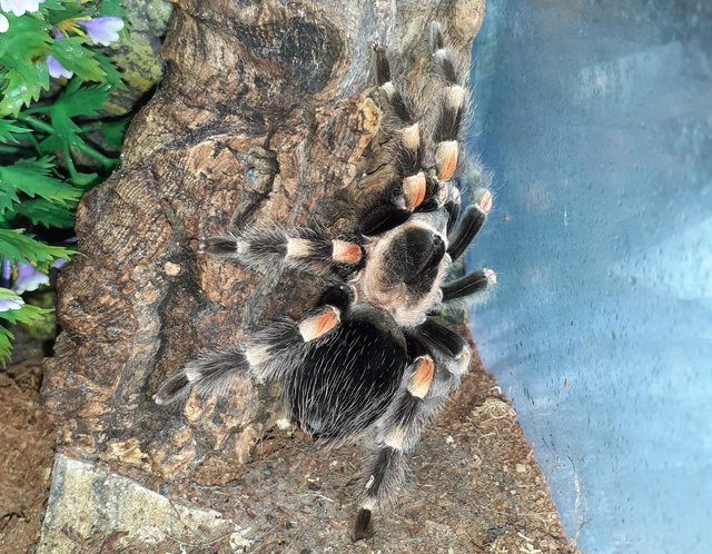 Preview of the first image of Confirmed female Mexican Red knee . Brachypelma Hamorri.