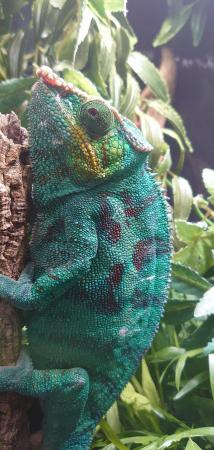 Image 2 of Lots of Chameleons Available Now!