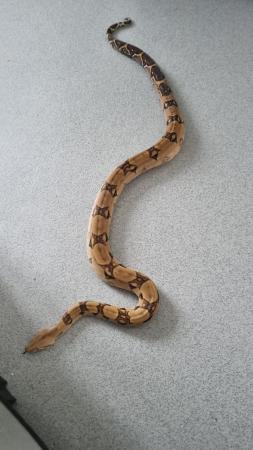 Image 3 of boa constrictor.........