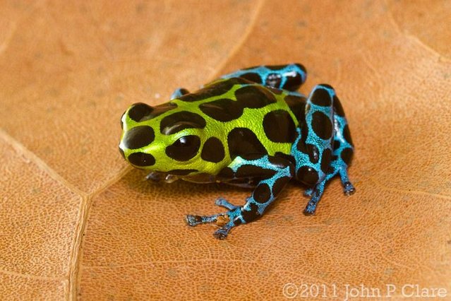 Preview of the first image of Ranitomeya Southern Variabillis Dart Frog Tadpoles.
