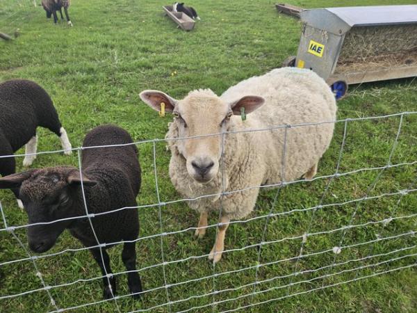 Image 3 of Commercial Type Ewe with lamb at foot