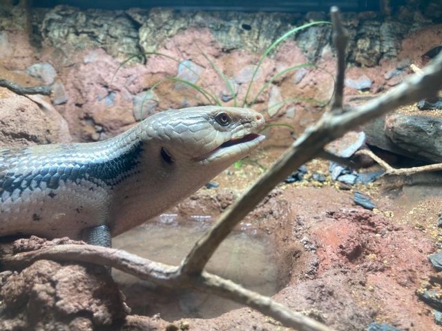 Preview of the first image of CB11 Male Northern Blue Tongued Skink (Tiliqua scincoides).