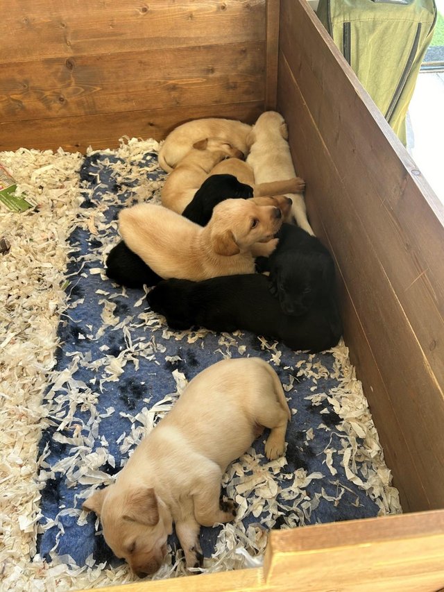 Preview of the first image of Stunning litter of KC Reg Labrador Retrievers.