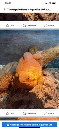 Image 3 of 2year old male bearded dragon £680 with Viv