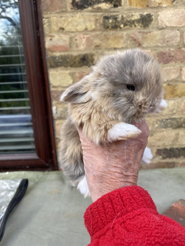 Preview of the first image of ALL NOW RESERVED Pure bred mini lops ……Harlequin. ……NO.