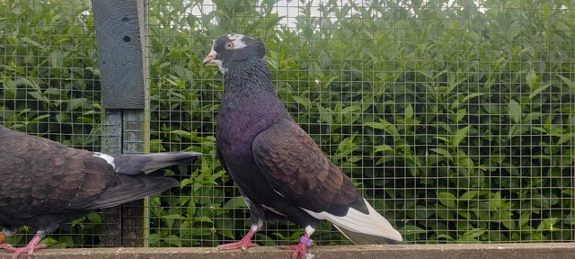Image 5 of Black Iranian tumbler pigeons