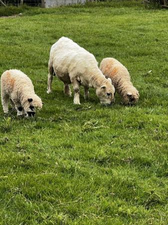 Image 1 of Valais x / Dartmoor lambs Male Uncut