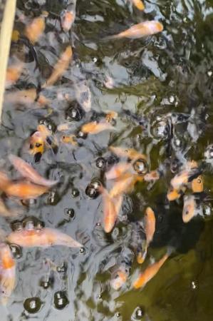 Image 3 of Pond Fish for Sale Koi , Goldfish and Rudd
