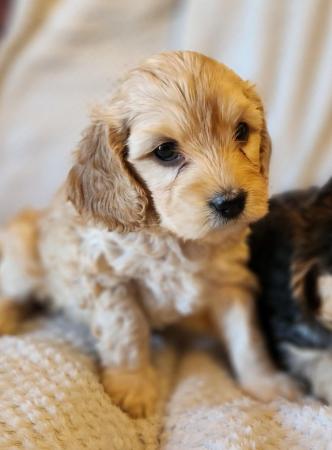 Image 5 of Stunning cockapoo puppies READY NOW