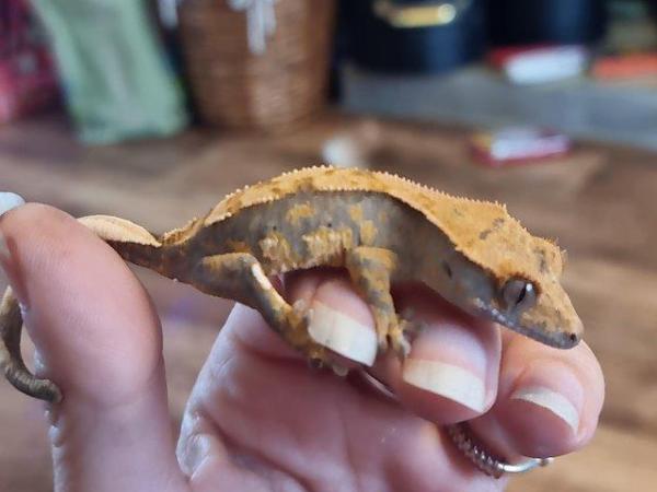 Image 7 of 6-10 month old crested geckos babies
