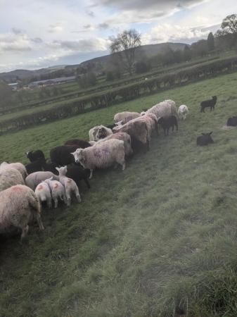 Image 1 of Ewes and lambs for sale, twins and singles