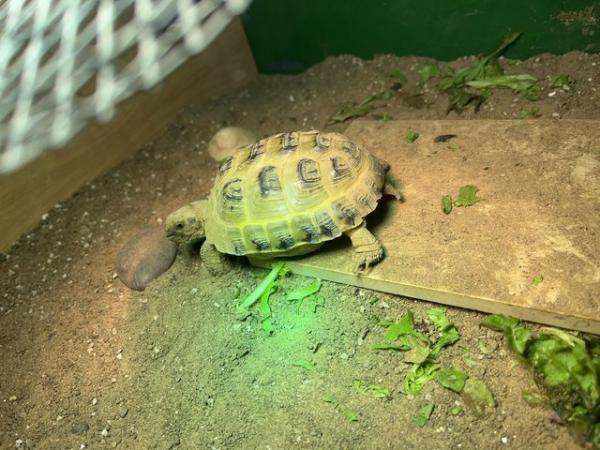 Image 5 of 3 year old horsefield tortoise and enclosure