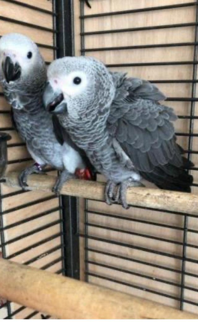 Preview of the first image of Silly & Cuddle Baby UK Bred African Grey.