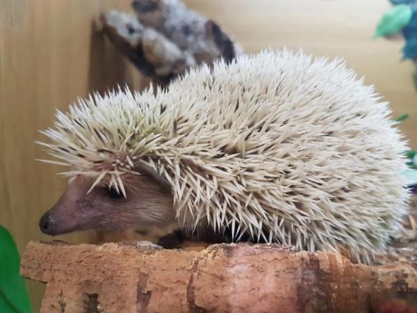 Image 3 of Male African pygmy hedgehogs