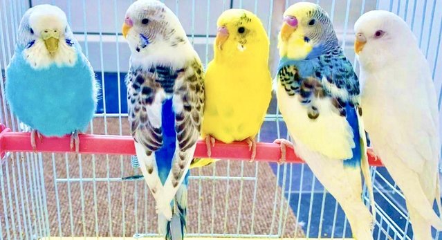 Image 7 of Fancy Mutation Baby Budgies - ready to leave