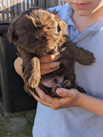 Image 1 of One male Chocolate imperial KC registered shih tzu puppies