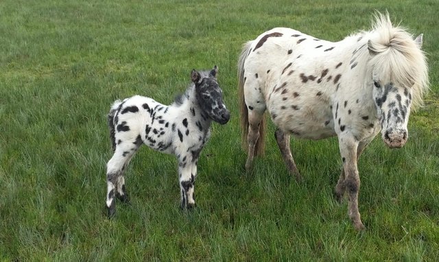 Image 1 of British Spotted Colt Foal